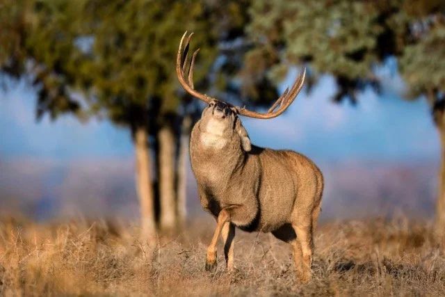 _NT_7974p Medium.jpeg