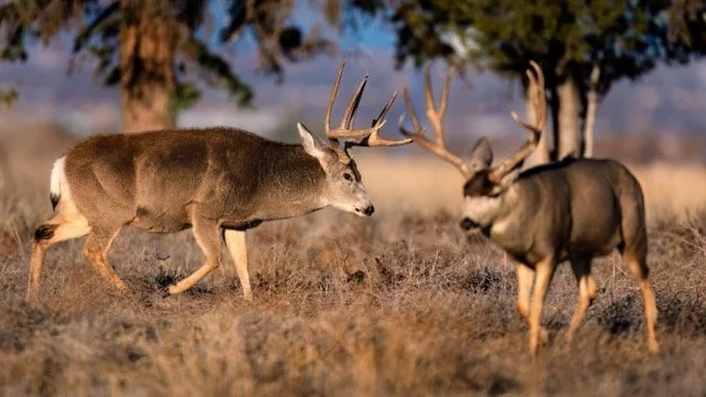 _NT_7927p Medium.jpeg