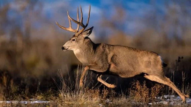 _NT_7884p Medium.jpeg