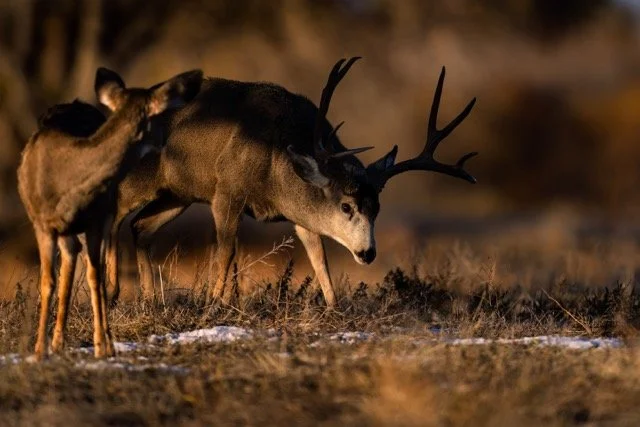 _NT_7818p Medium.jpeg