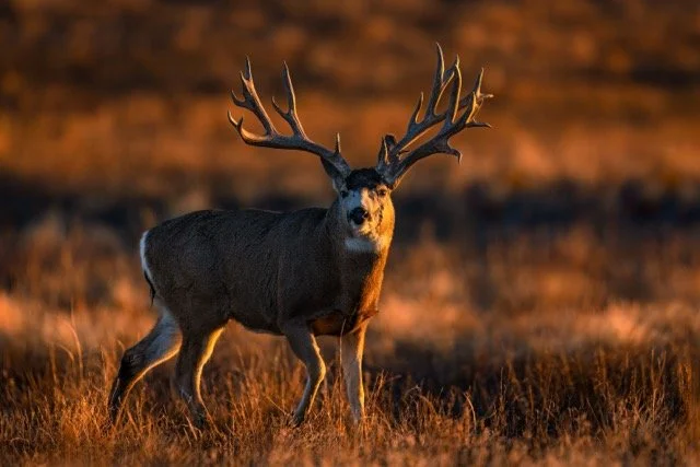 _NT_7395p Medium.jpeg