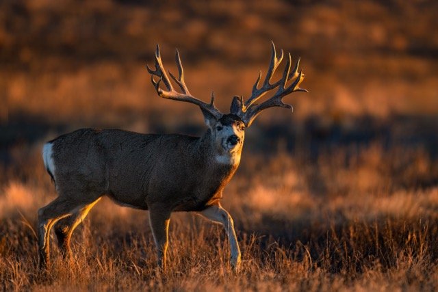 _NT_7388p Medium.jpeg