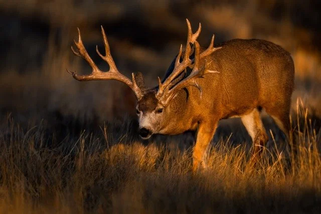 _NT_6551p Medium.jpeg