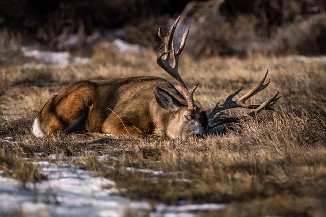 _NT_6081p Medium.jpeg