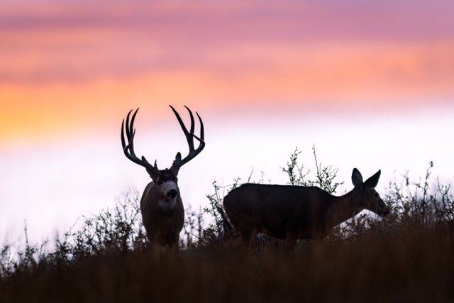 _NT_5678p Medium.jpeg