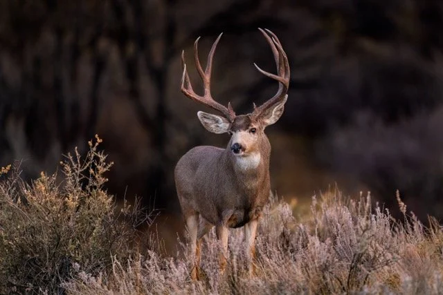 _NT_5508p (2) Medium.jpeg