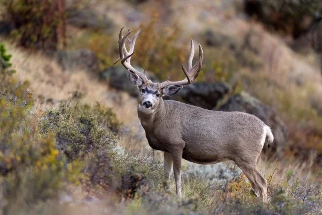 _NT_4895p Medium.jpeg