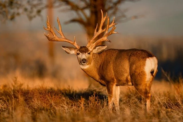 _NT_4460p Medium.jpeg