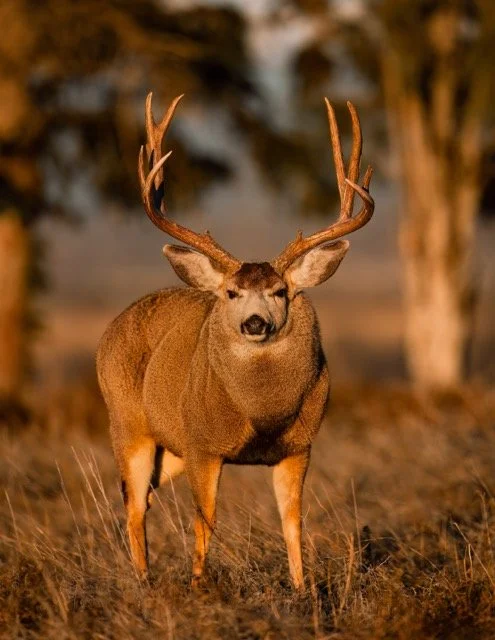 _NT_4443p Medium.jpeg