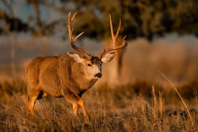 _NT_4372p Medium.jpeg