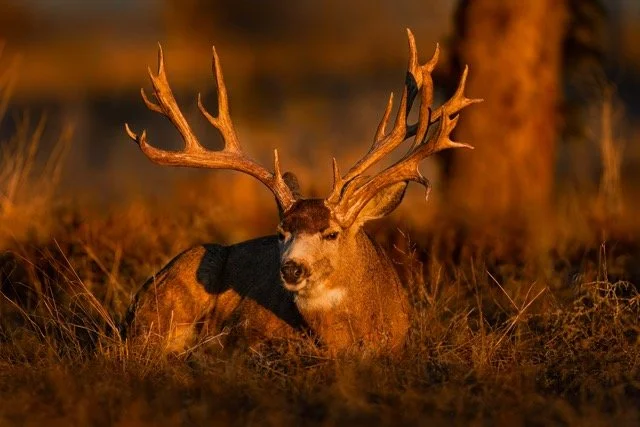 _NT_4143p Medium.jpeg