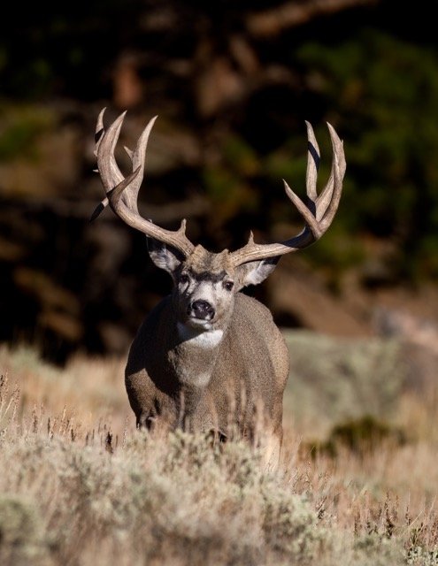 _NT_3925p Medium.jpeg