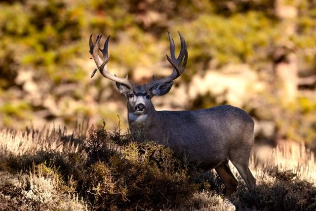 _NT_3611p Medium.jpeg