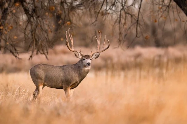 _NT_3453p Medium.jpeg