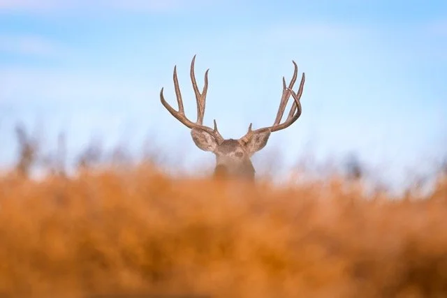 _NT_3363p Medium.jpeg