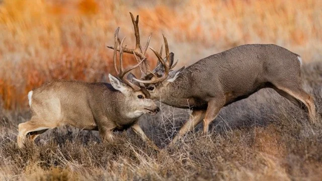 _NT_3140p Medium.jpeg