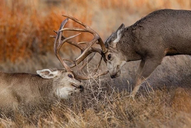 _NT_3129p Medium.jpeg