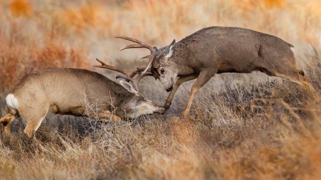 _NT_3121p Medium.jpeg