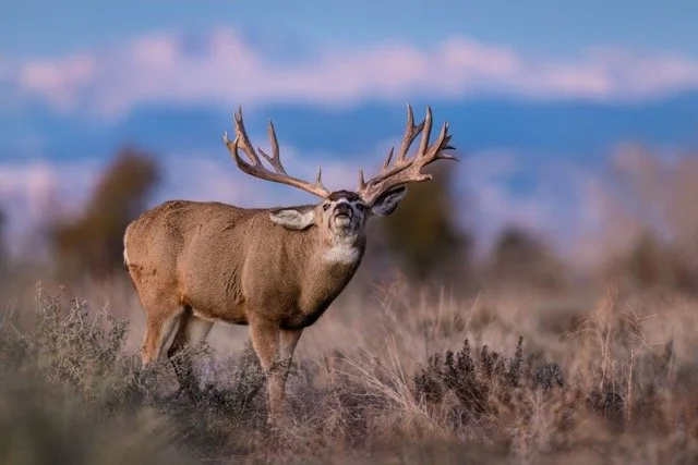 _NT_3098p Medium.jpeg