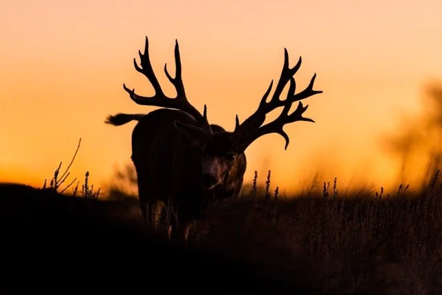 _NT_3062p Medium.jpeg