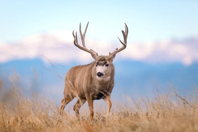 _NT_2824p Medium.jpeg