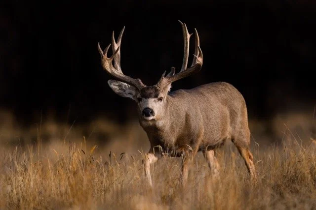 _NT_2050p Medium.jpeg