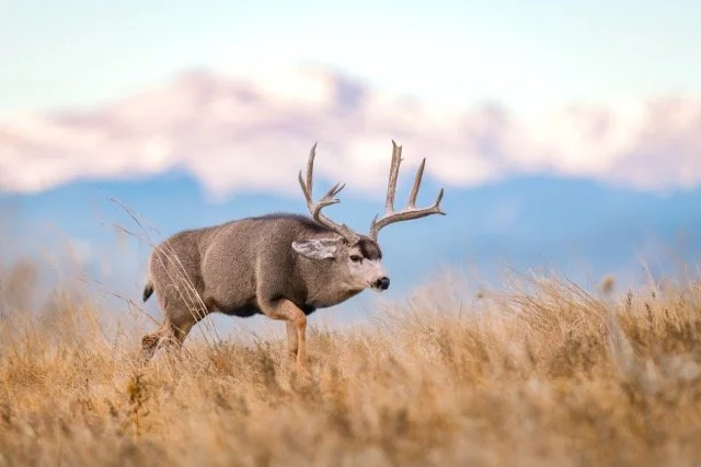 _NT_2579p Medium.jpeg