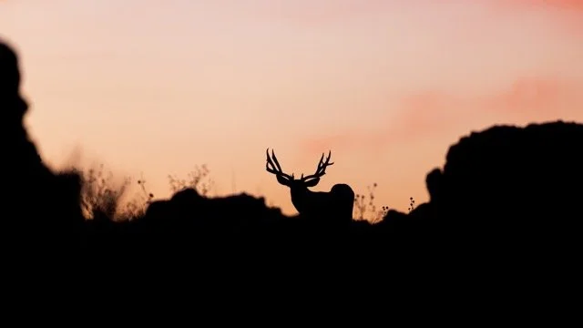 _NT_1534p Medium.jpeg