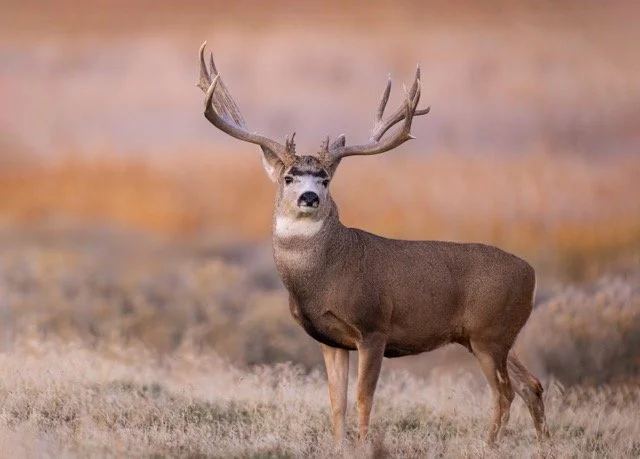 _NT_1382-1p Medium.jpeg