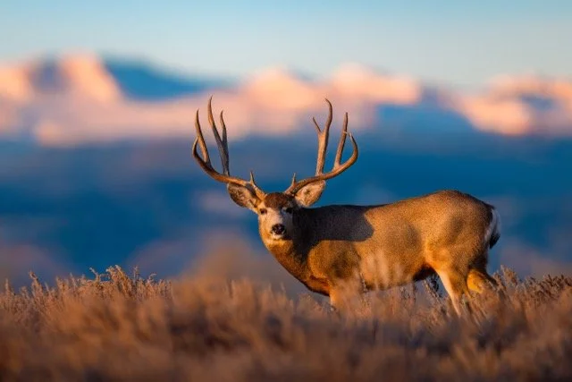 _NT_1392p - Copy Medium.jpeg