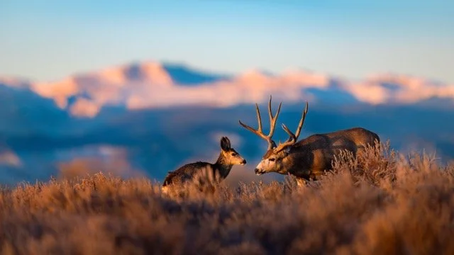 _NT_1232p - Copy Medium.jpeg