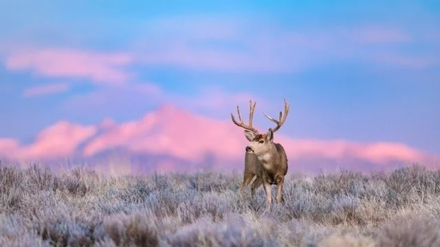 _NT_0865p Medium.jpeg