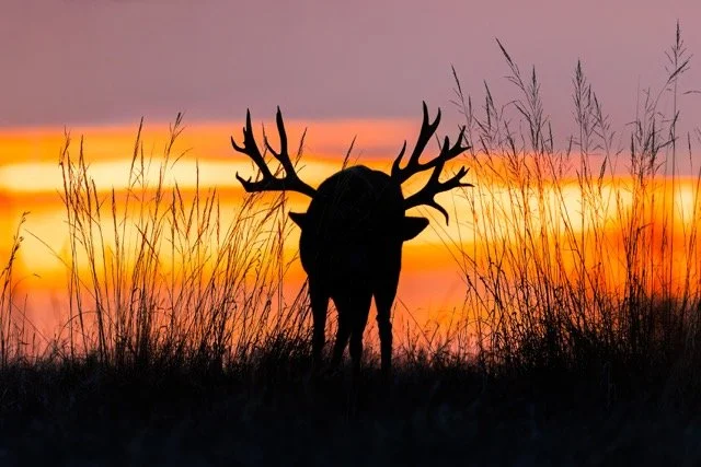 _NT_0684p Medium.jpeg