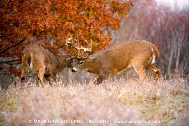 OV41364_WT MON Deer_MR Medium.jpeg