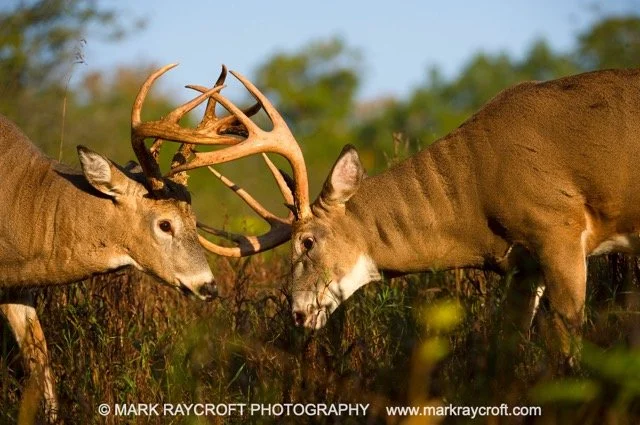 OV51082_White-Tailed_Deer_Mark_Raycroft Medium.jpeg