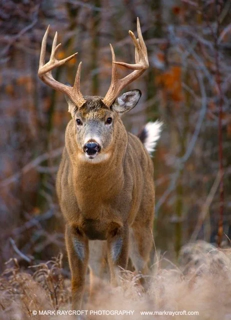 OV51527_White-Tailed_Deer_Mark_Raycroft Medium.jpeg