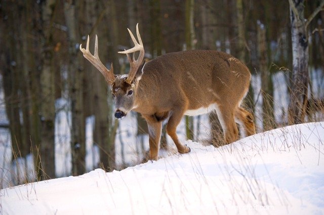 OV56118_WT MON White-Tailed_Deer_Mark_Raycroft Medium.jpeg