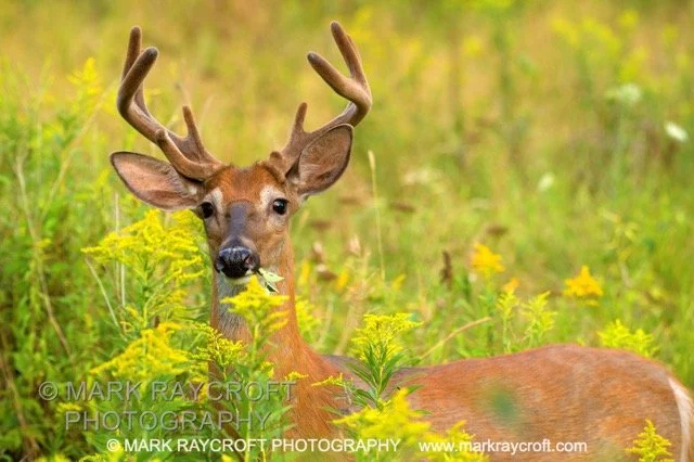 OV76120_White-Tailed_Deer_Mark_Raycroft Medium.jpeg