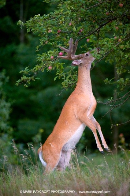 OV14147_MR Medium.jpeg