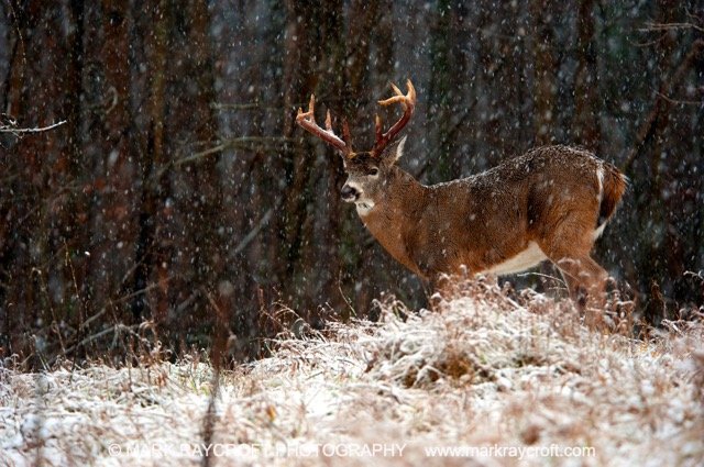 OV33034_MR Medium.jpeg