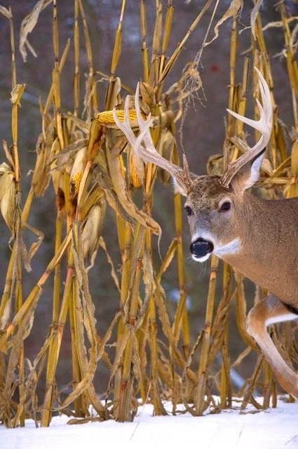 OV33231_MR Medium.jpeg