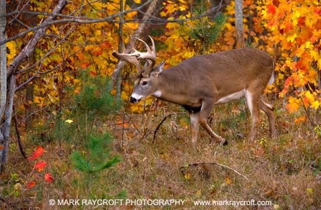 OV41614_MR Medium.jpeg