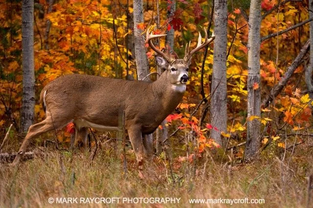 OV41616_MR Medium.jpeg