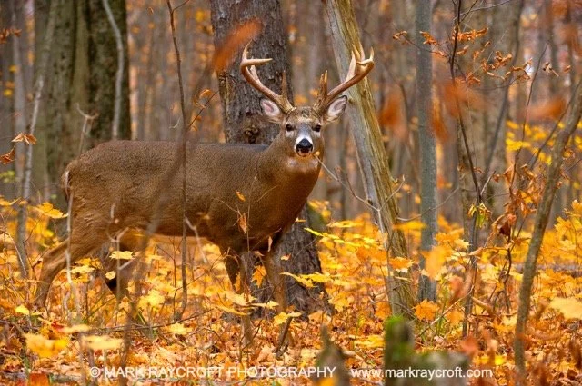 OV41626_MR Medium.jpeg