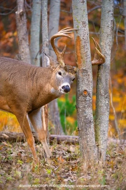 OV51600_White-Tailed_Deer_Mark_Raycroft Medium.jpeg