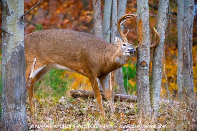 OV51601_White-Tailed_Deer_Mark_Raycroft Medium.jpeg