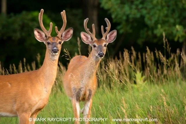 OV72004_White-Tailed_Deer_Mark_Raycroft Medium.jpeg