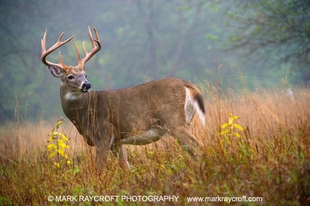 OV51031_White-Tailed_Deer_Mark_RaycroftA Medium.jpeg