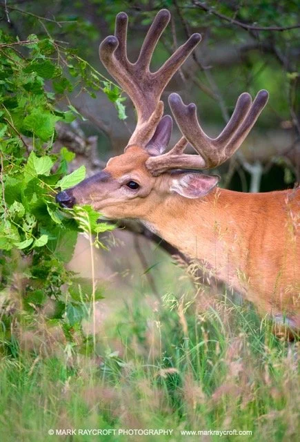 OV54023_MR Medium.jpeg