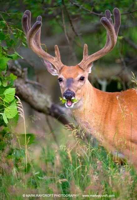 OV54024_MR Medium.jpeg